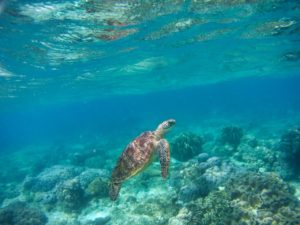 Schildkröte vor der Insel Apo Island auf den Philippinen.