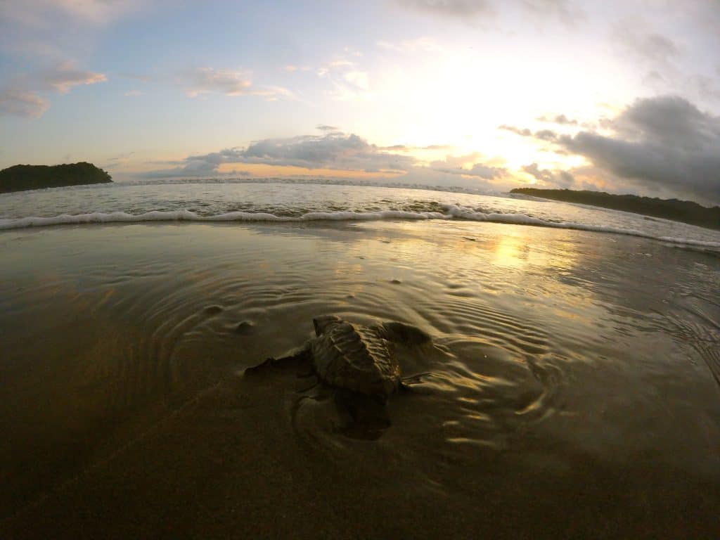 Schildkröte bei Sonnenuntergang am Playa Venao