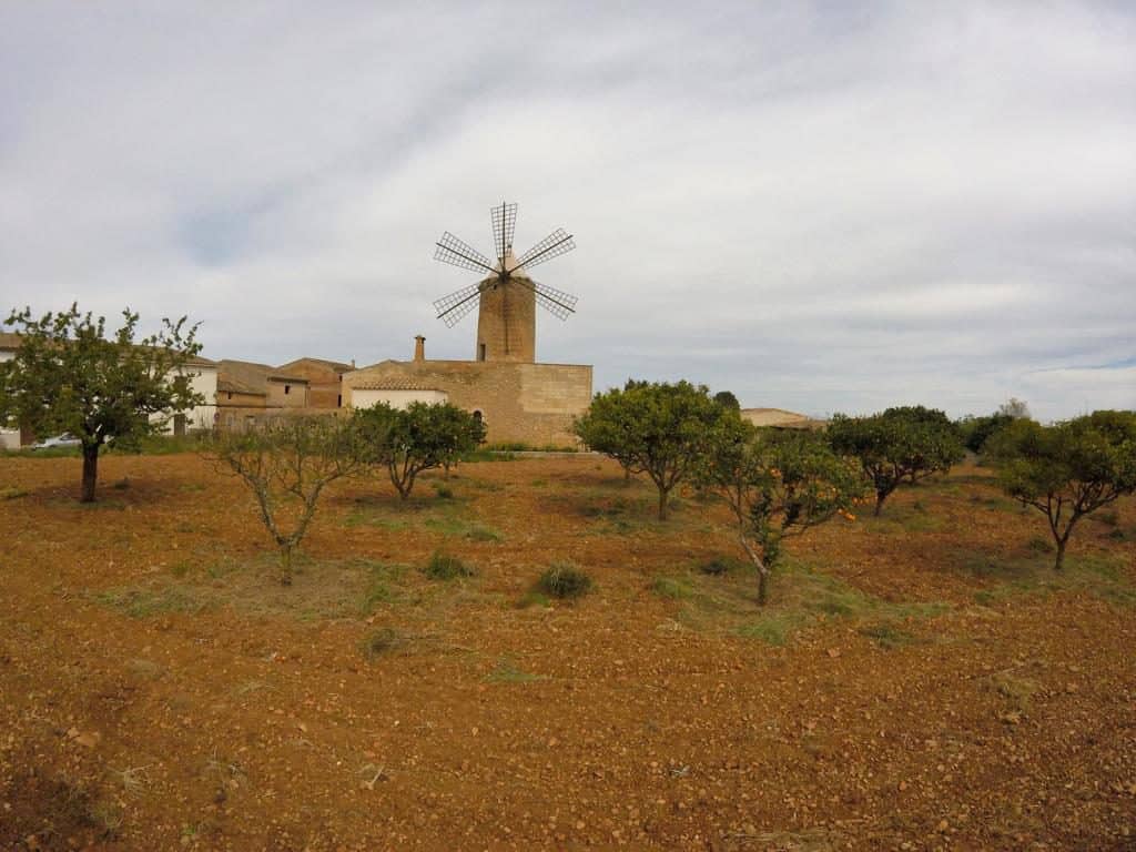 Eine Mühle in Algaida