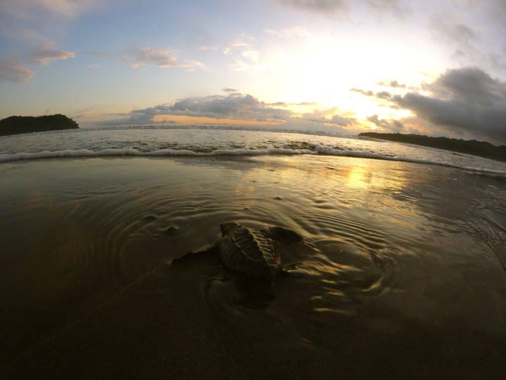 Babyschildkröte auf dem Weg ins Meer am Playa Venao