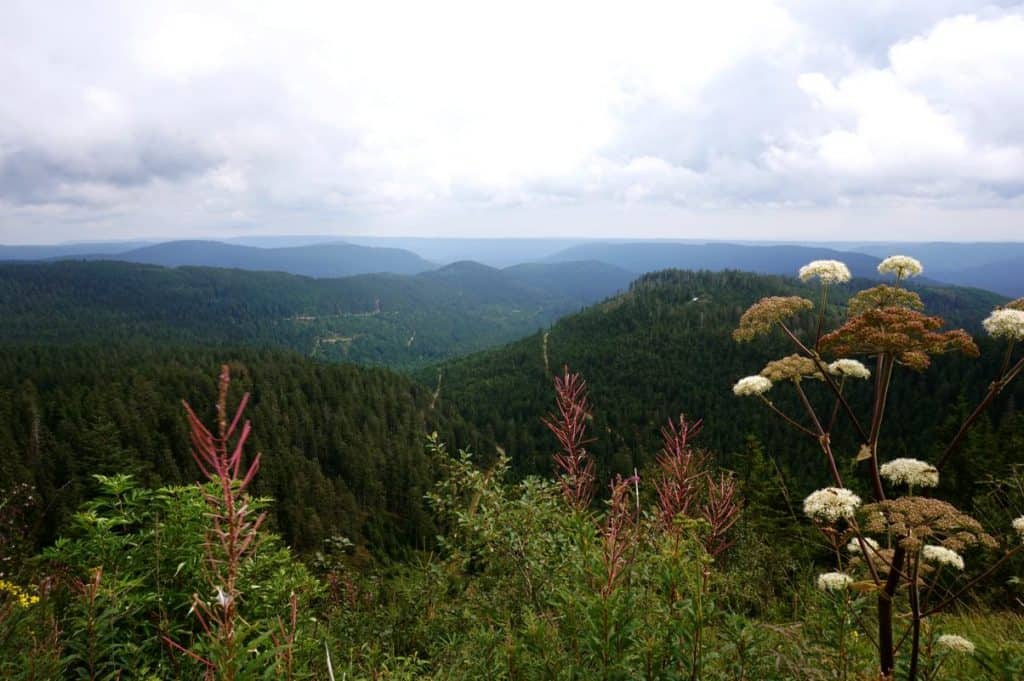 Ausblick auf den Schwarzwald während der Wanderung vom Mummelsee auf die Hornisgrinde