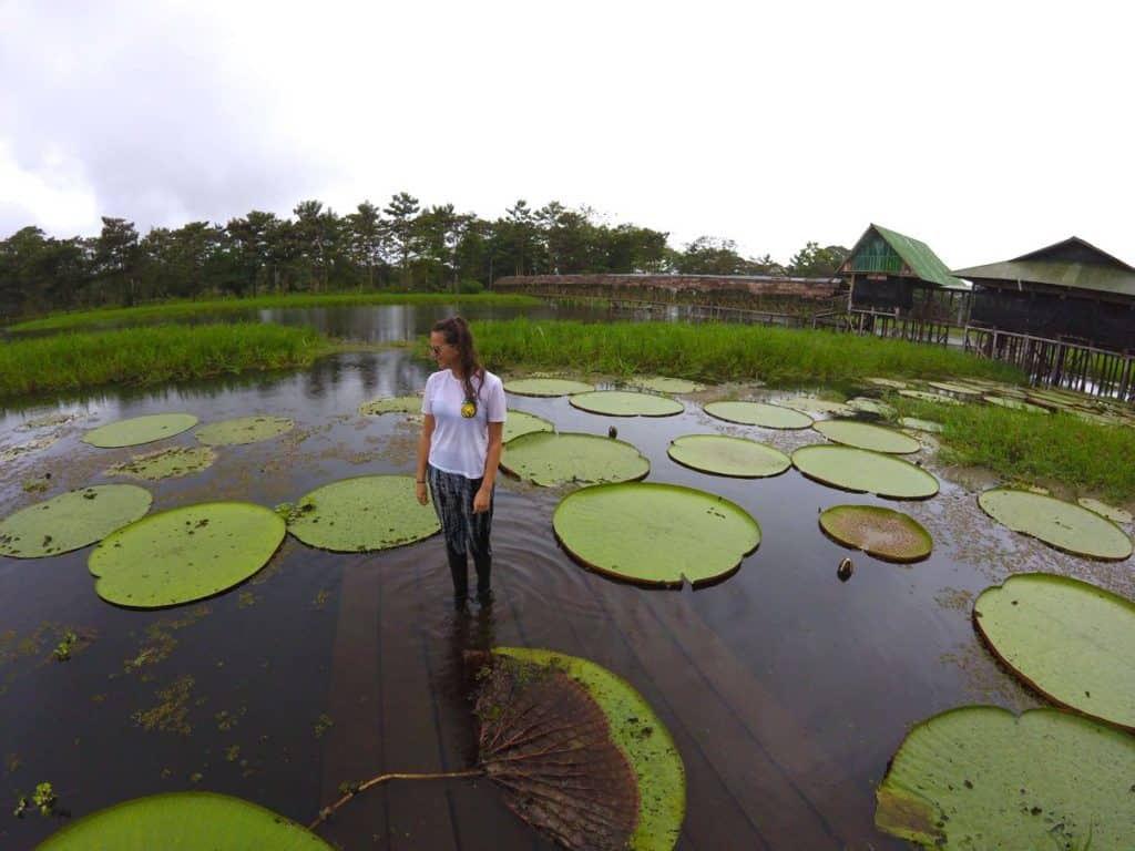 Seerosen Natur auf dem Amazonas in Kolumbien bei Leticia Reisebericht Backpacking Kolumbien
