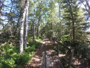 Holzstege führen über das Hochmoor hin zum Wildsee bei Kaltenbronn und Bad Wildbad beim Wandern im Nordschwarzwald