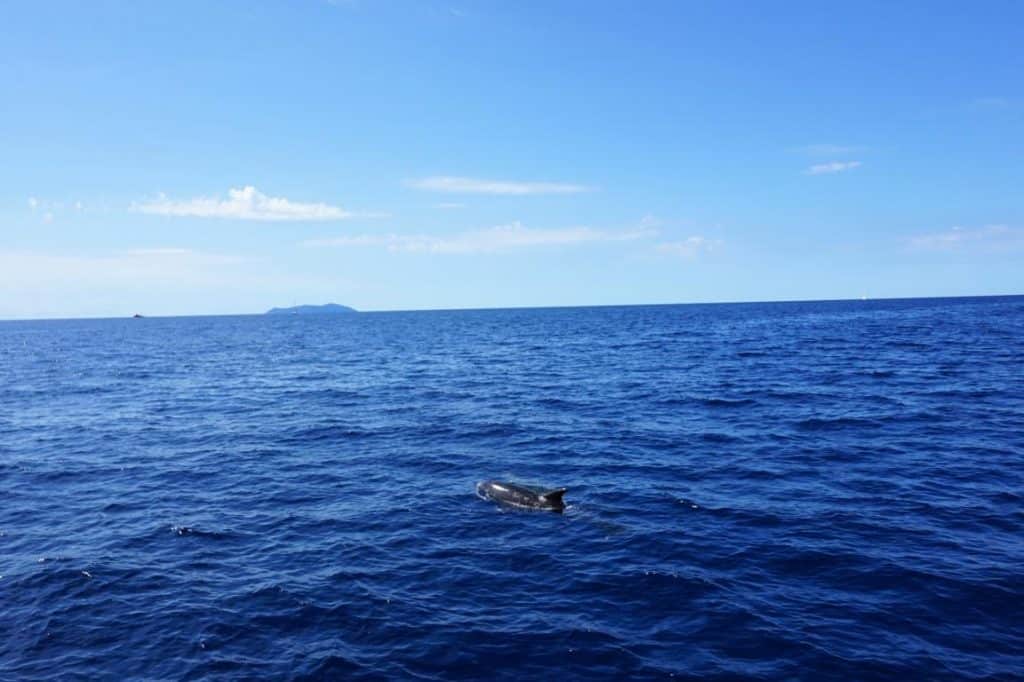 Ein Rudel Delfine kreuzte unseren Weg beim Segeln in Kroatien