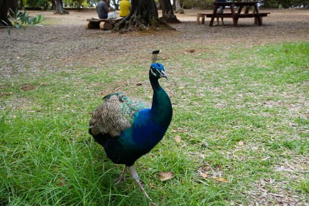 Pfau auf der Insel Lokrum bei Dubrovnik. Eine tolle Sehenswürdigkeit bei einem Urlaub in Dubrovnik in Kroatien.