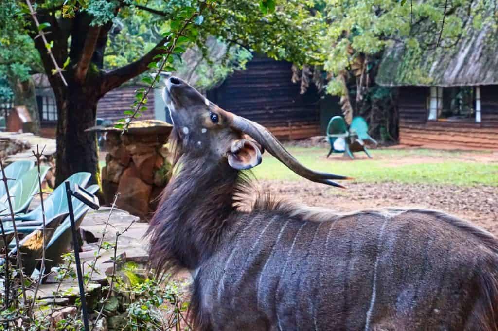 Safari in eSwatini in den Big Game Parks Tiersichtungen.