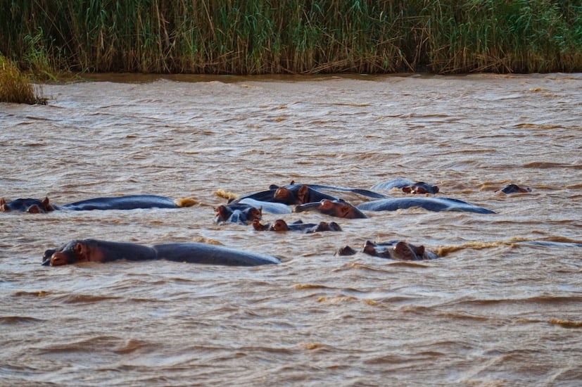 Eine Familie von Nilpferden relaxed im Wasser des iSimangaliso Nationalparks in der Nähe von St. Lucia