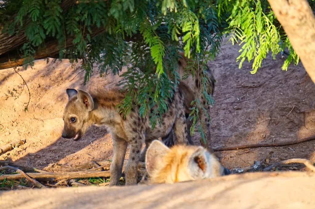 Eine Baby Hyäne versteckt sich hinter einem Busch im Krüger Nationalpark