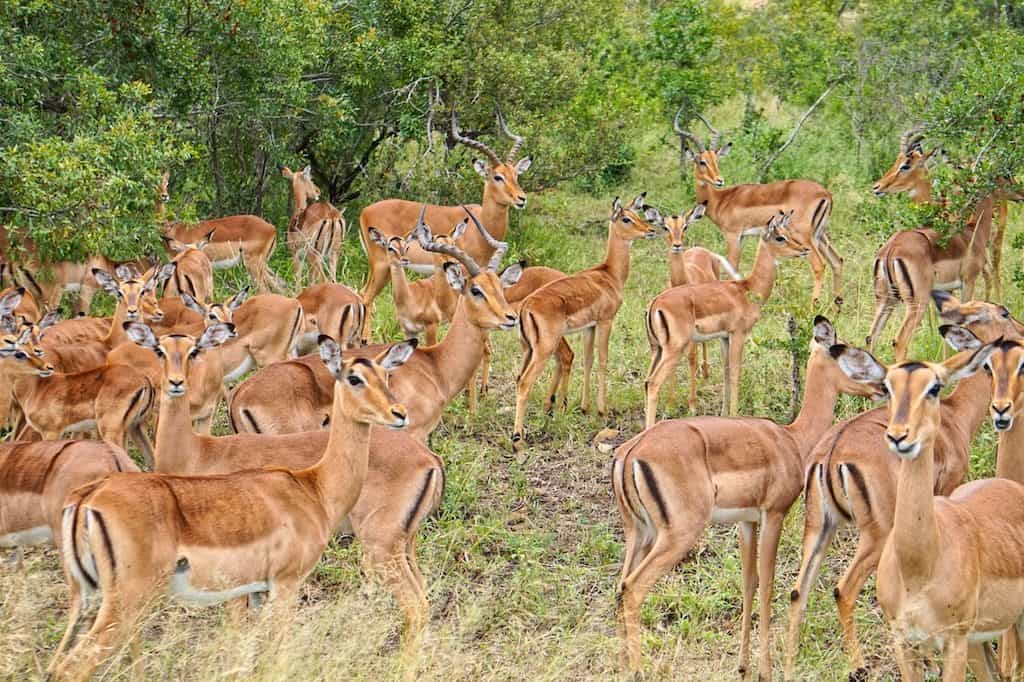 Eine Herde Impalas im Krüger Nationalpark