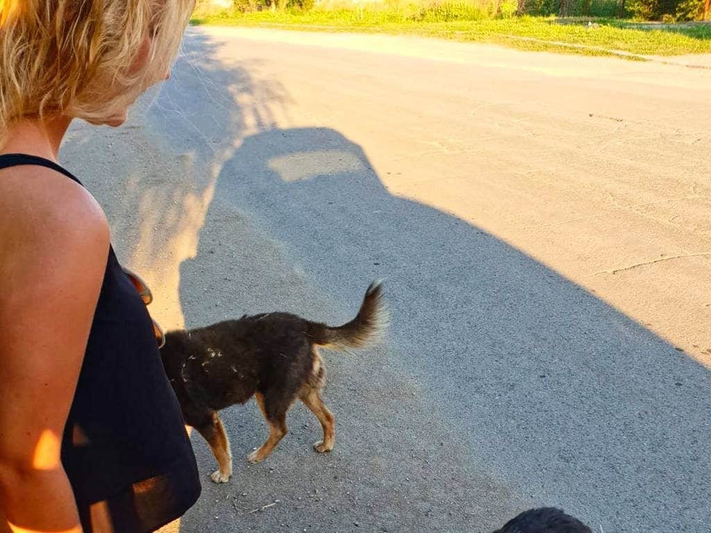 Anne umringt von Straßenhunden in Rumänien