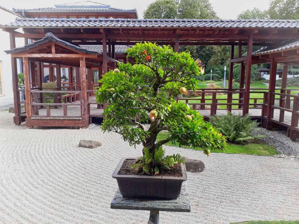 Ein Bonsai im Japanischen Garten von Bad Langensalza