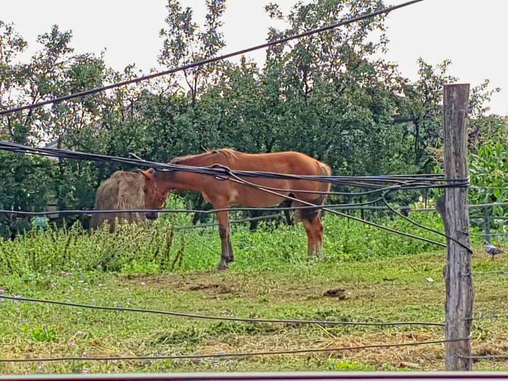 Ein angekettetes Pferd in Rumänien.