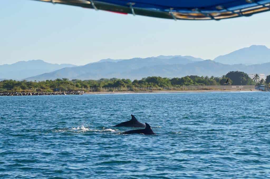 Delfine in der Bahia de Banderas vor Puerto Vallarta