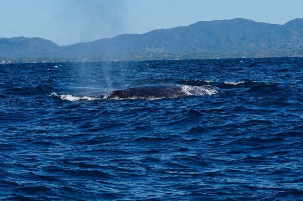 Ein riesiger Buckewal taucht in der Bahia de Banderas vor Puerto Vallarta auf