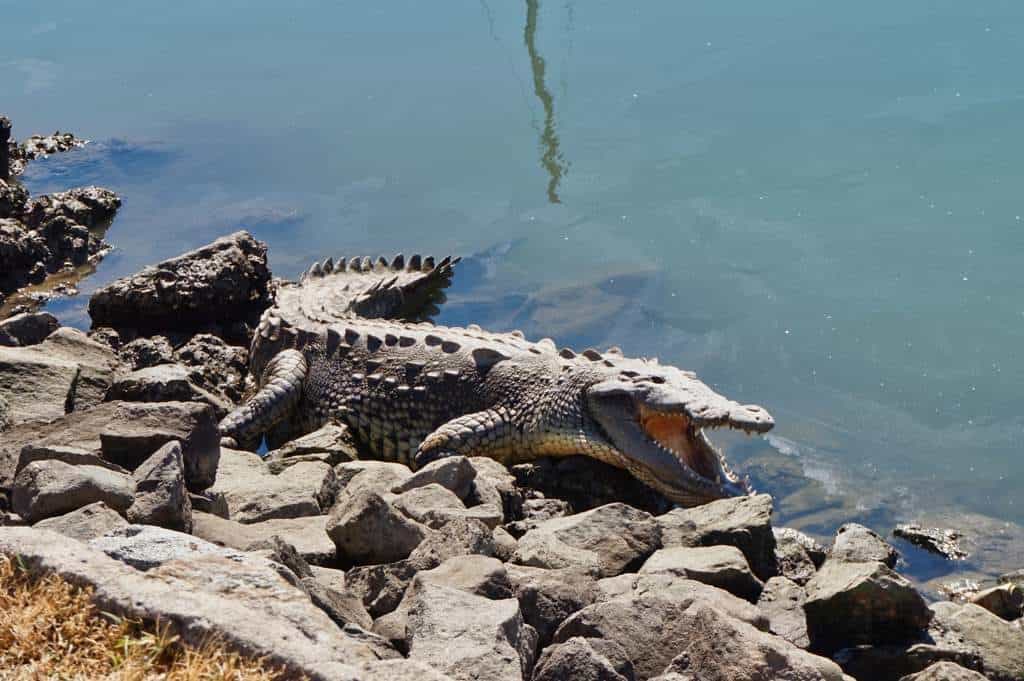 Ein furchteinflößendes Krokodil räkelt sich in der Marina von Puerto Vallarta mutterseelenruhig in der Sonne