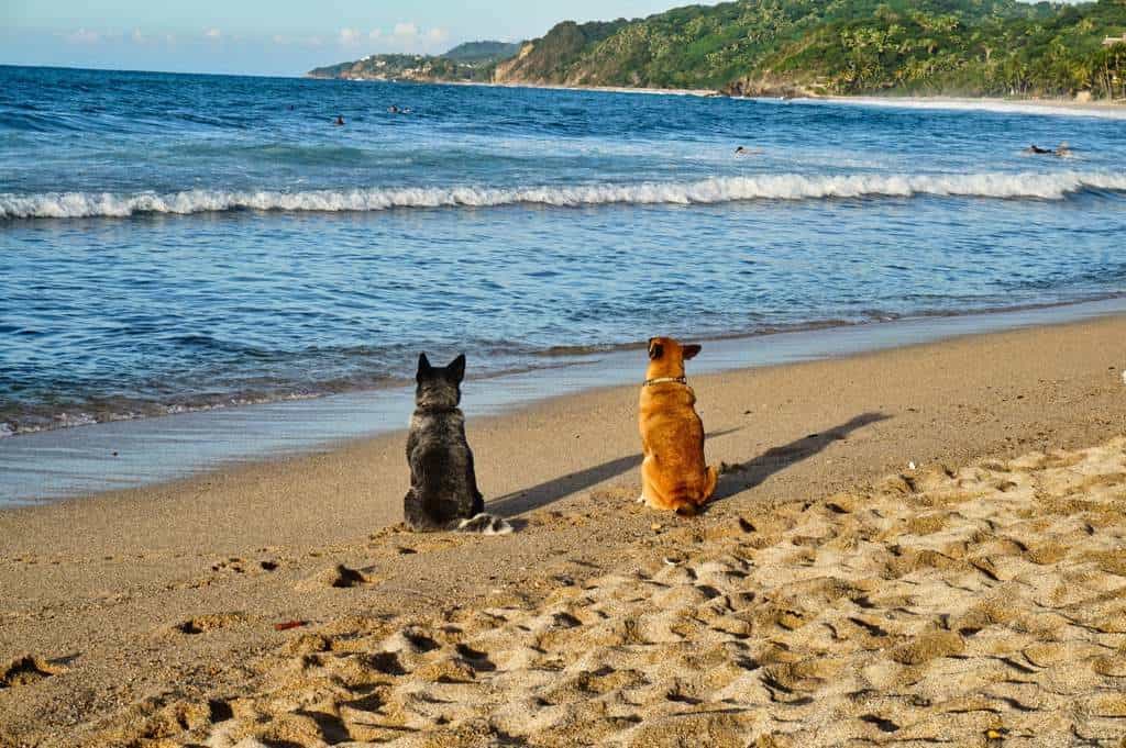 Zwei Hunde blicken ihrem Herrchen beim Surfen in Sayulita zu