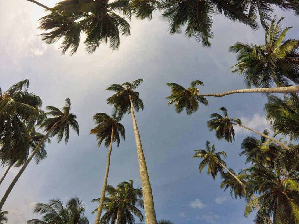 Ein Blick in den Himmel auf der Isla Franklin führt an zahlreichen Palmen vorbei