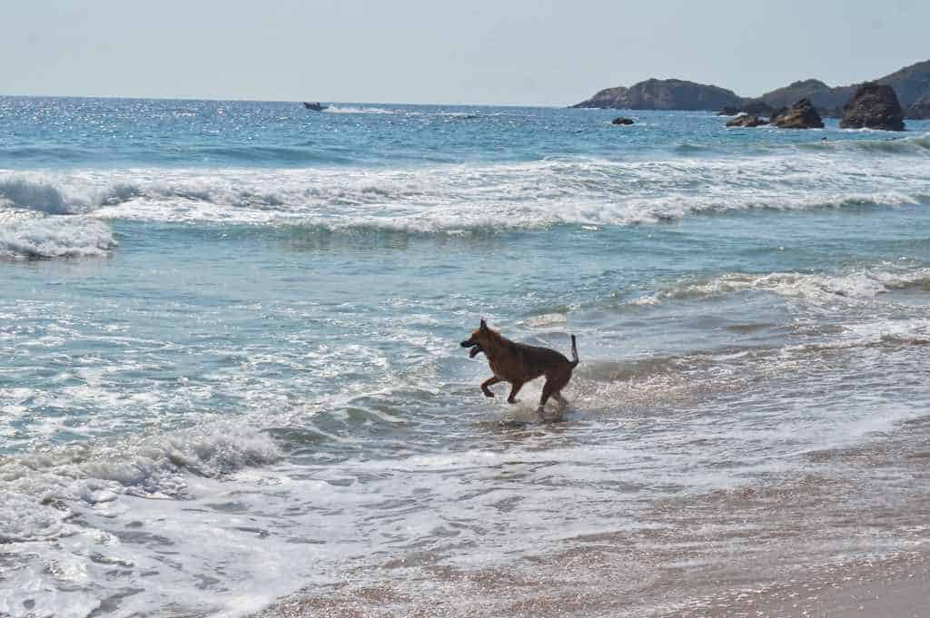 Ein Schäferhund spielt im Wasser am Strand von San Agustinillo