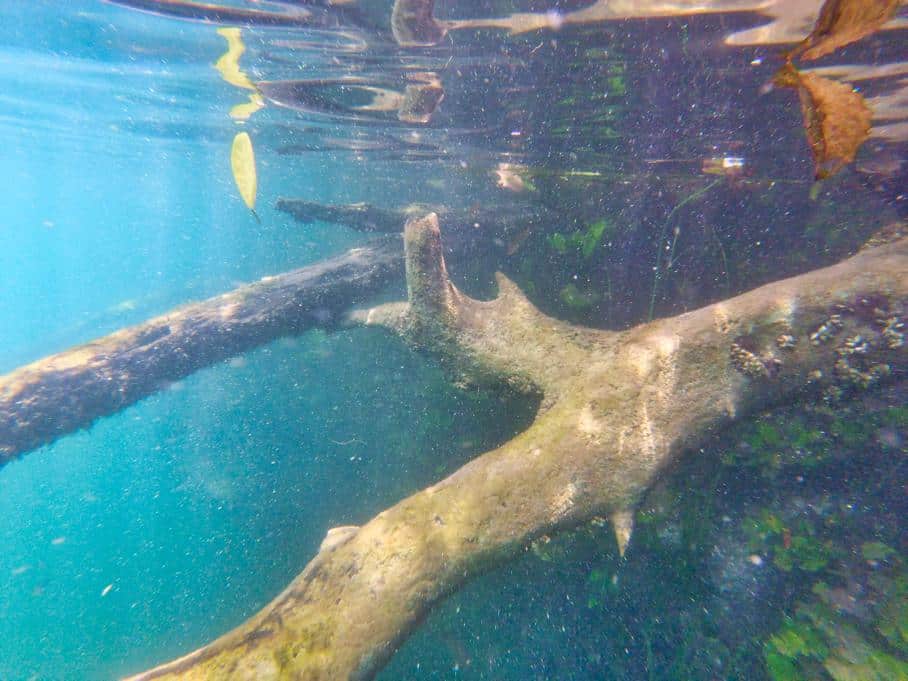 Unterwasser Fotografie von Cenote Negro bei Bacalar
