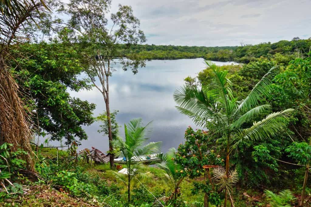 Die üppige Natur im Amazonas Regenwald in Brasilien