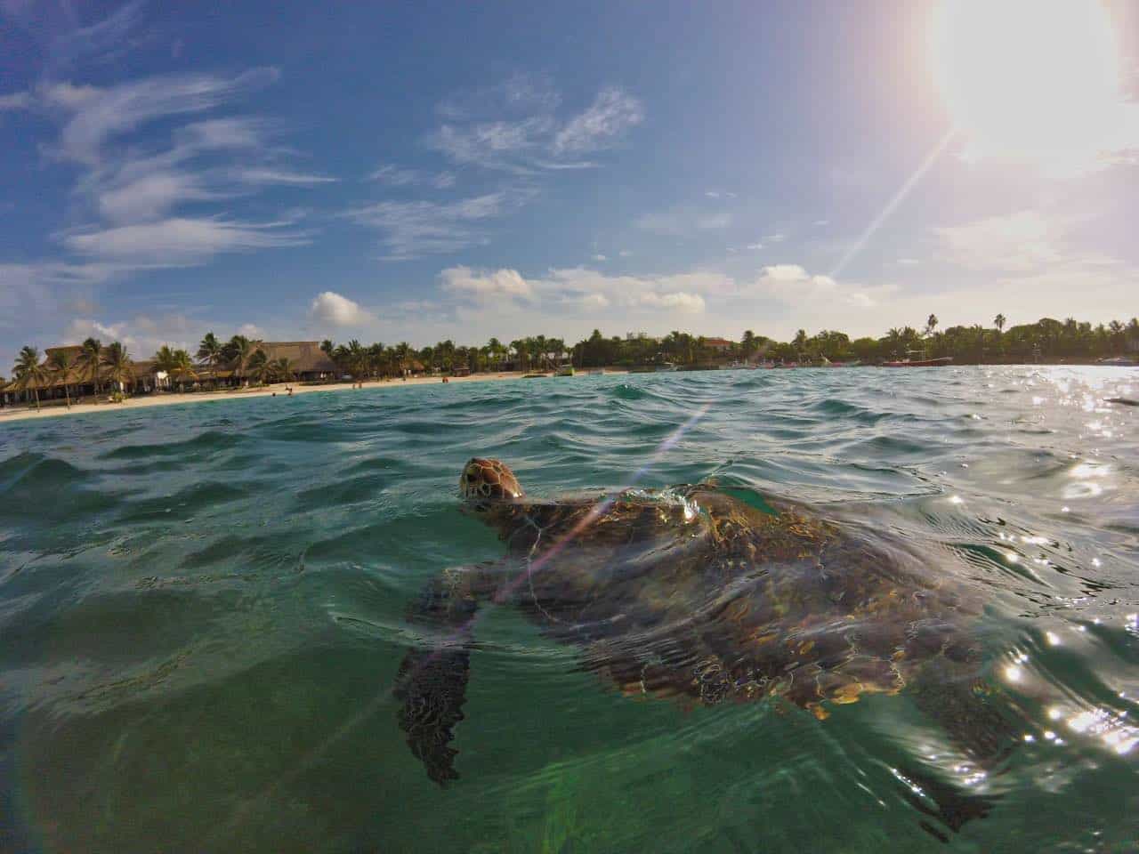 Akumal Unsere Tipps zu den Schildkröten in Mexiko