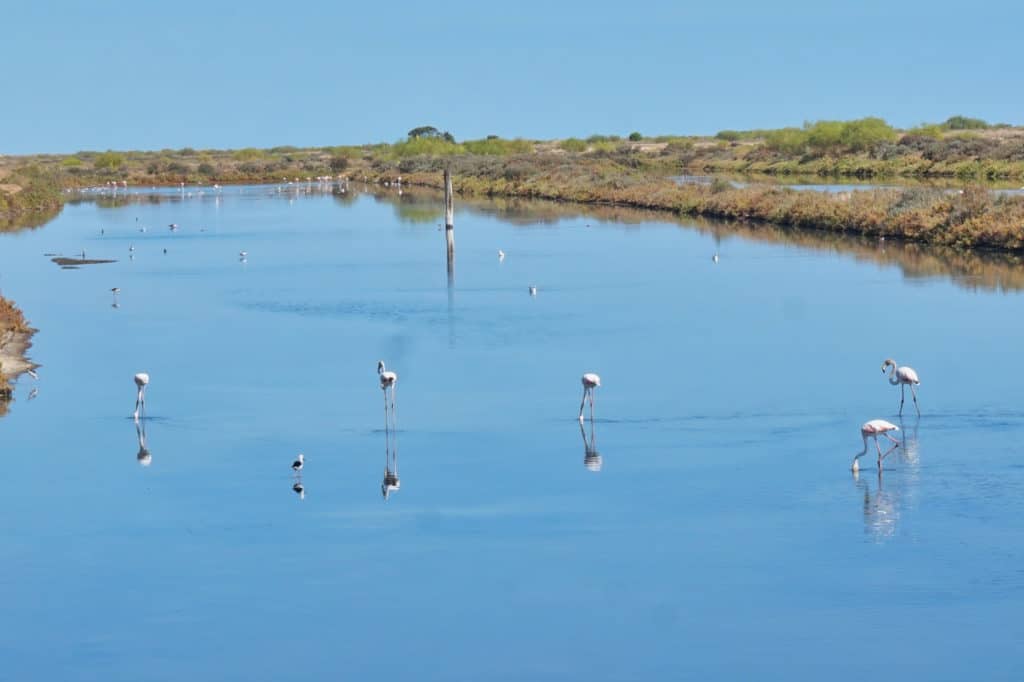 Flamingos in den Salinas vor Tavira in Portugal