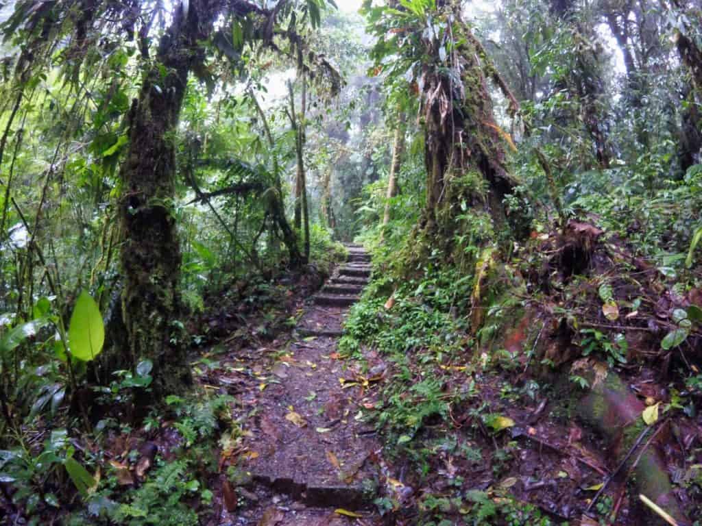 Wanderweg im Nebelwald von Monteverde in Costa Rica.