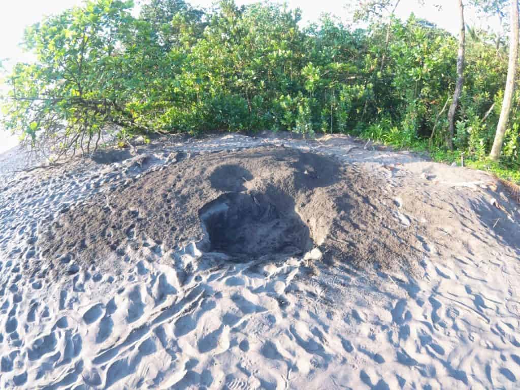 Loch am Strand von Tortuguero weist auf ein Nest von Schildkröten hin.