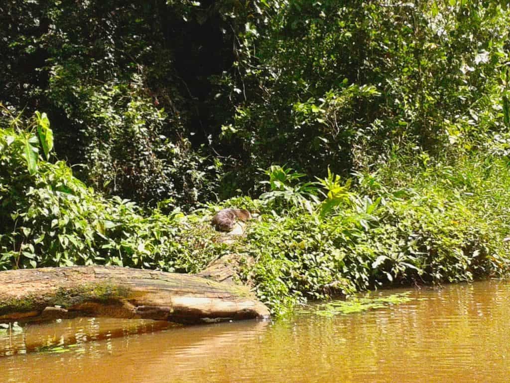 Otter im Nationalpark von Tortuguero in Costa Rica.