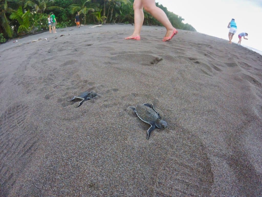 Zwei schlüpfende Schildkröten am Strand des Tortuguero Nationalparks in Costa Rica.