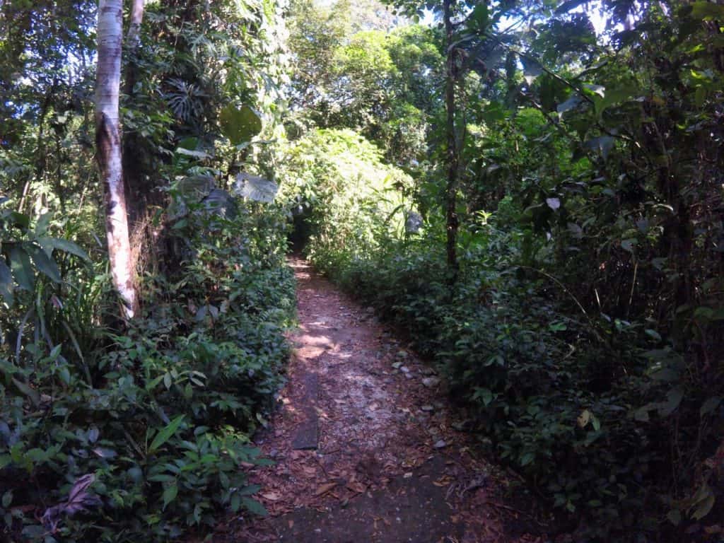 Wanderweg im Nationalpark von Tortuguero in Costa Rica.