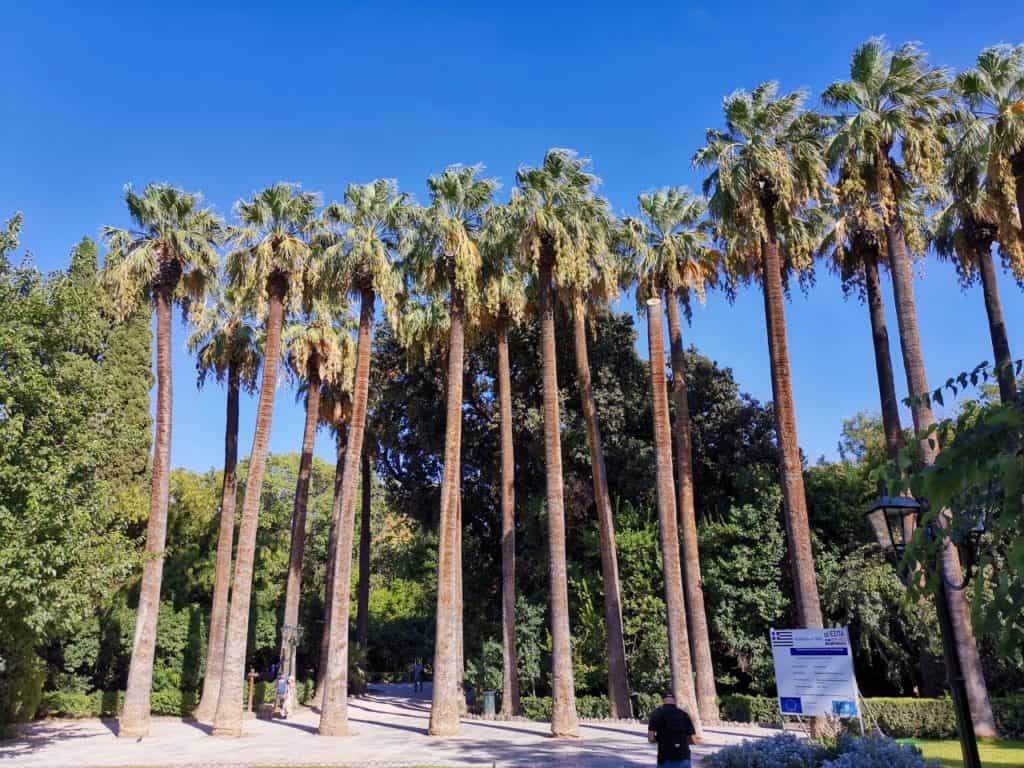 Palmen im Nationalgarten von Athen.