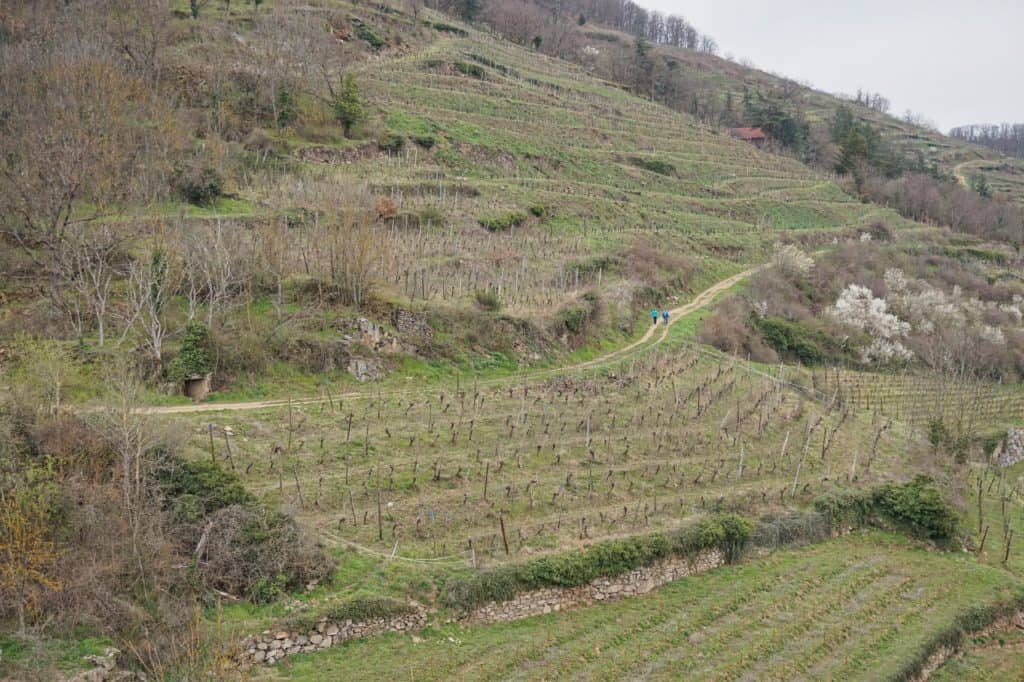 Weinberge in Kaysersberg im Elsass.