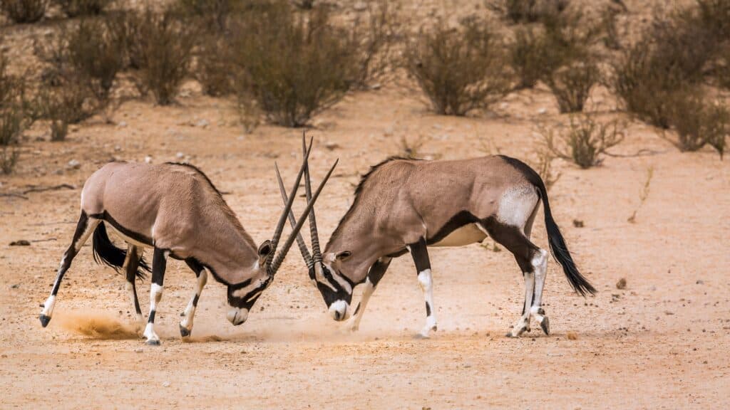 Zwei kämpfende Böcke im Kgalagadi Transfrontier Park in Südafrika.