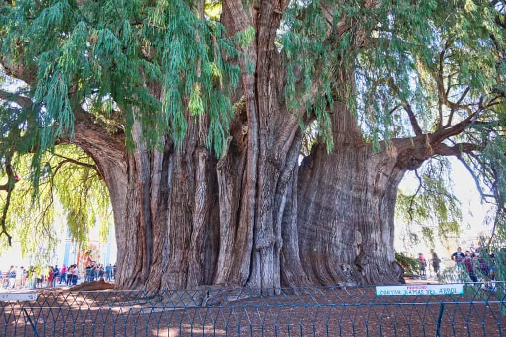 Der riesige Stamm des Arbol del Tule