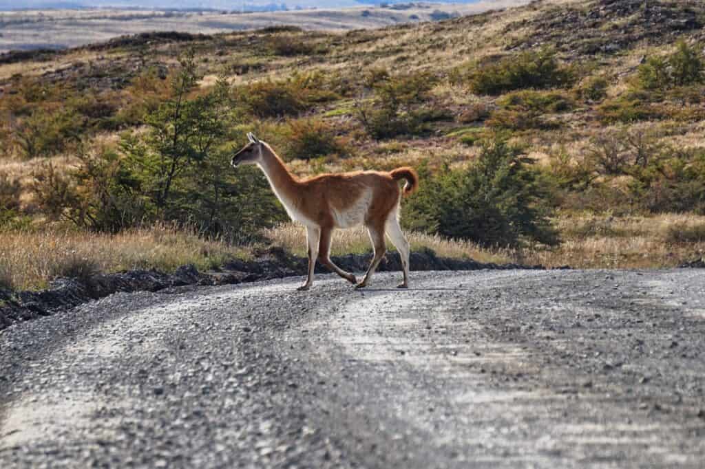 Guanaco überquert die Straße in Patagonien.