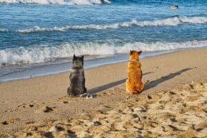 In Albanien schauen zwei Hunde aufs Meer