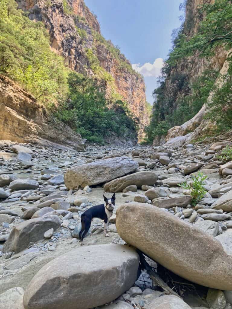 Hund Charly steht im Langarica Canyon in Albanien
