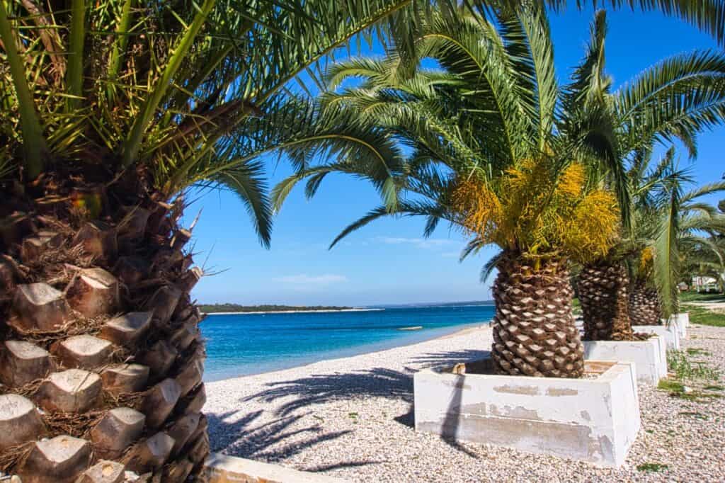 Blick durch Palmen am Strand Vile in Pula mit blauen Wasser und hellem Kies